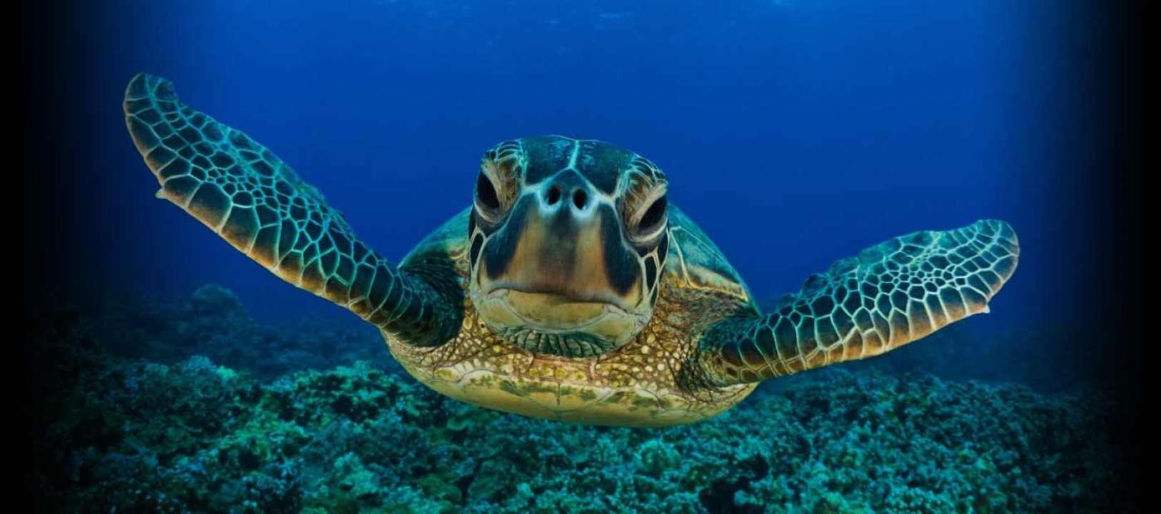 Hawksbill Sea Turtle Population Statistics