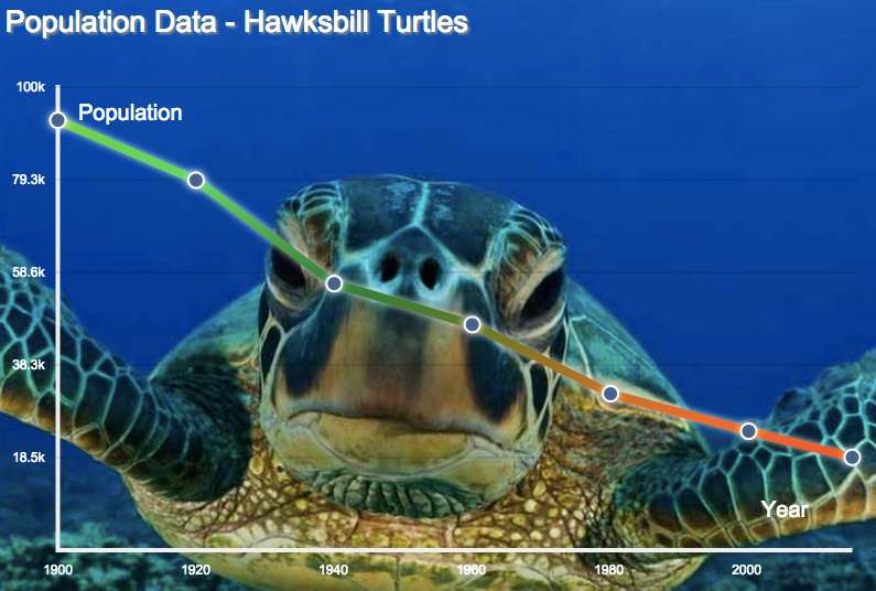 hawksbill-turtle-population-2021-endangered-hawksbill-turtle-shell